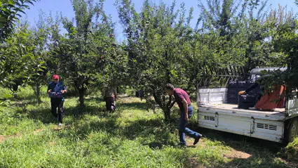 Iğdır'ın siyah incisinde hasat başladı: Rekoltede düşüş yaşandı