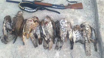 Göç yolundaki katliama ağır fatura: 7 arı şahinini vuran avcıya milyonluk ceza