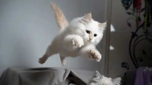 Kedilerin dört ayak üstüne düşme sırrı çözüldü: Fizik yasalarına meydan okuyan esnekliğin şifresi ne?