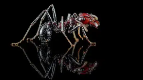 Kenya’da “uçan karınca” dönemi kaçak ticarete dönüştü: Bir kraliçe 220 dolara satılıyor