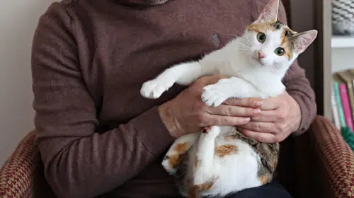 Pasif içicilik hayvanları da vuruyor: Kedi ve köpeklerde risk arttı