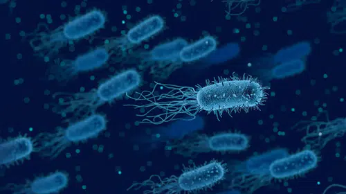 Bilim dünyasında çığır açan keşif: Bağırsak bakterileri serotonin üretiyor