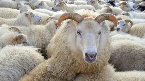 2026 Kurban Bayramı Tarihi Belli Oldu! 9 Gün Sürecek Bayram Tatili Gerçekleşecek mi?