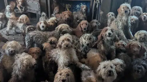 Bir evde 250’den fazla poodle melez köpek bulundu