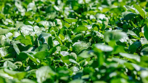 Bilim dünyası tescilledi: Dünyanın en sağlıklı sebzesi su teresi seçildi