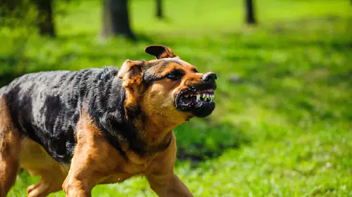 Yargıtay'dan emsal karar: Bahçedeki köpeğin saldırısına 2 milyon TL tazminat