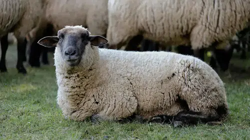 2026 vekaletle kurban kesim bedeli açıklandı