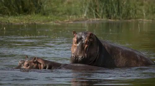 Kolombiya’da Escobar’ın bıraktığı su aygırları için itlaf kararı