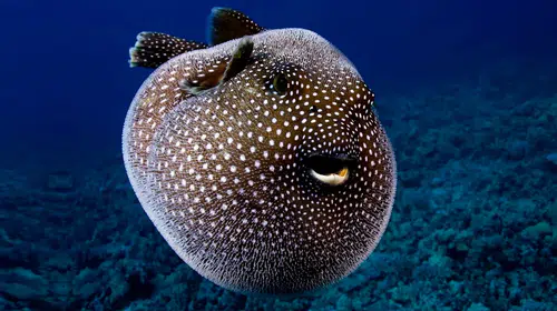 Yunanistan da istilacı balon balığına karşı nakit ödül dönemine başladı