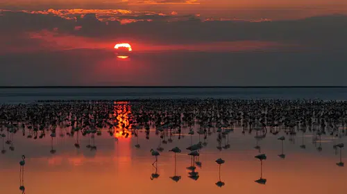 Tuz Gölü'nde flamingo sevinci: 12 bin 800 yavruyla son 5 yılın rekoru