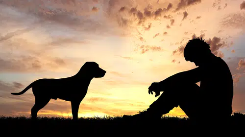 Araştırma ortaya koydu: Köpekler insan duygularını tahmin edilenden daha iyi ayırt ediyor