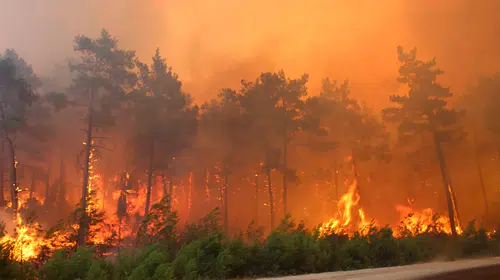 25 ildeki 73 orman yangınına ilişkin soruşturmalarda 12 kişi tutuklandı