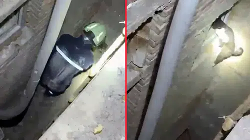 İtfaiyenin kurtarma operasyonunda kedi duvarı tırmanarak kaçtı