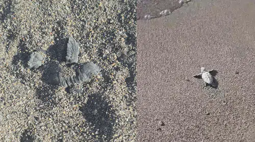 Bodrum Kargı Koyu'nda caretta caretta heyecanı: Uzmanlar müdahale edilmemesini istiyor