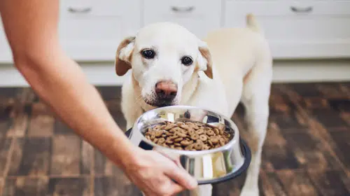 Köpek satın alacaklara yeni belge şartı: Apartman yöneticisinden izin alınacak
