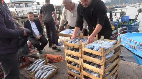 Karadeniz'de palamut bereketi: Şile limanında mezat heyecanı