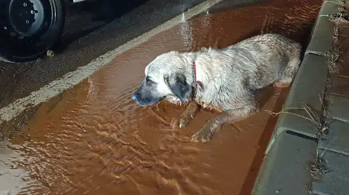 Sel sularına kapılan yaralı köpeğin yaşam mücadelesi