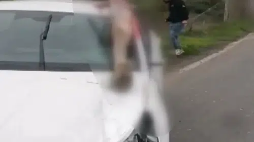Arnavutköy'de dehşet anları: Otomobilin çarptığı at telef oldu, 3 kişi yaralandı