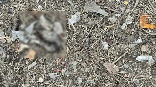 Sakarya'da vahşet: Yavru kediler kesici aletle katledildi