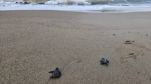 Belek kumsallarında caretta caretta mesaisi: 100 bini aşkın yavru denizle buluştu