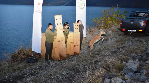 Nemrut Kalderası'nın yeni sakinleri: Antalya'dan gelen yaban keçileri doğaya bırakıldı