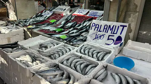 Karadeniz'de palamut bereketi: İnebolu'da fiyatlar dibi gördü