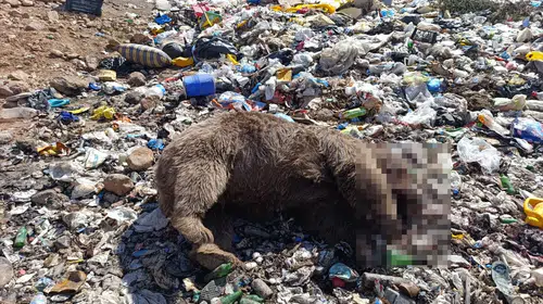 Bingöl'de vahşet: Çöp tesisine gelen üç bozayı kurşunlanarak katledildi
