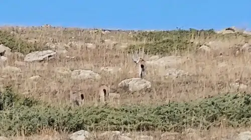 Ardahan yollarında sürpriz karşılaşma: Anne vaşak ve yavruları görüntülendi