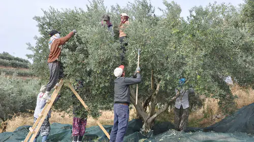 Manisa'da zeytin hasadında 'bilinçli üretim' dönemi: Önce eğitim sonra mahsul