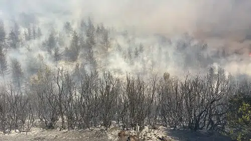Bursa'da orman yangını paniği: Alevler yerleşim yerini teğet geçti