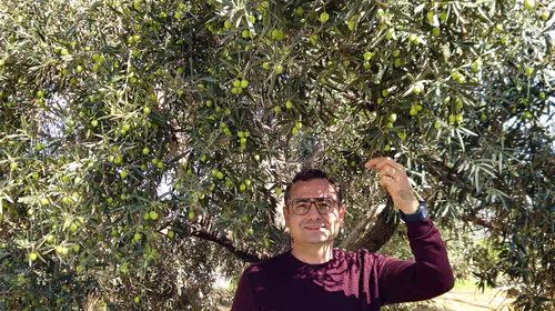 Antalya zeytin bahçelerinde bereketli sezon: Üretim rekor seviyeye koşuyor