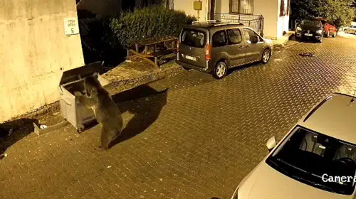Kızılcahamam'da gece yarısı sürprizi: Ayı konteynerle oynarken araçlara çarptı