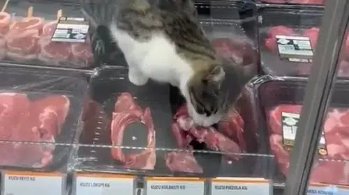 Market reyonunda skandal görüntüler: Kedi etleri yedi, işletmeye ağır fatura kesildi