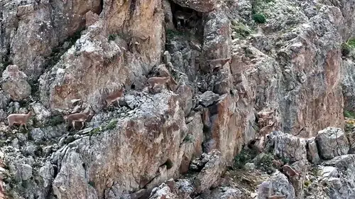 Esence Dağları'nın zirvesinde yaban hayatından nadir anlar