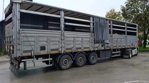 Sakarya'da kaçak hayvan sevkiyatına jandarma engeli