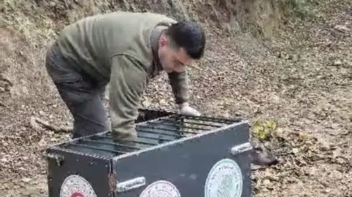 Yaralı karaca üç günlük yaşam mücadelesini kazandı