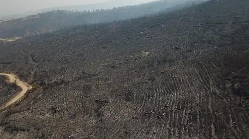 Muğla’da alevlerin bıraktığı acı tablo havadan görüntülendi: Doğanın kalbi griye döndü