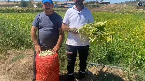 Bursa'da deneme ekimi 5 yılda bin dönüme taşıdı