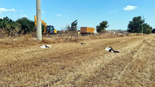Tekirdağ’da yaklaşık 30 leylek ölü bulundu