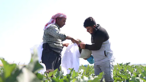 Yamula patlıcanında tescilli ürün hasadı başladı