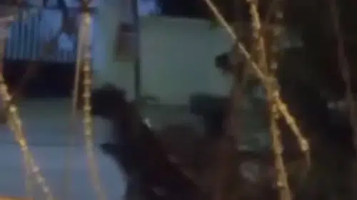Arnavutköy'de ata şiddet iddiası kamerada