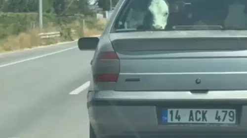 Bolu-Mudurnu yolunda sıra dışı manzara: Buzağı arka koltukta yolculuk etti