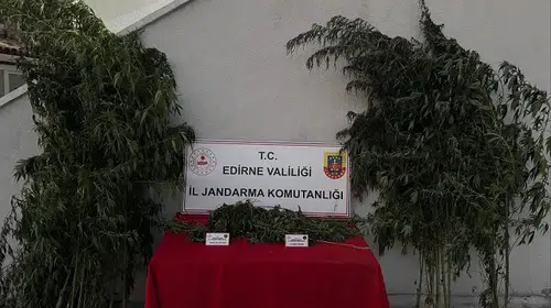 Uzunköprü'de kamu arazisine ekilen kenevirler jandarmayı harekete geçirdi: 52 kök ele geçirildi