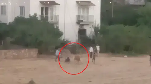 İpinden kurtulan inek sahibini yere serdi: O anlar kamerada