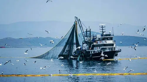 Ege'de yeni sezon öncesi umutlar yüksek: Palamut bolluğu sofralara ucuzluk olarak yansıyacak