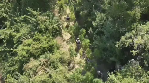 Samandağ'da uyuşturucu operasyonu: Yüzlerce kök kenevir bulundu