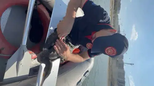 Sazlıbosna Barajı’nda balıkçılık atıkları yaban hayatını tehdit etti