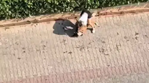 Adana'da pitbull dehşeti: Kediyi öldürdü, polisi engellemeye çalıştı