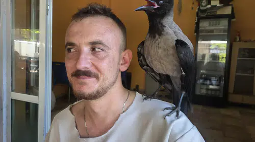 Narlıca Mahallesi'nde karga ile insan arasındaki sıra dışı dostluk