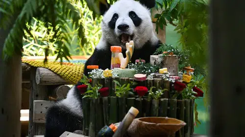 Tianjin'de dev panda Xing Mei için 15'inci yaş kutlaması